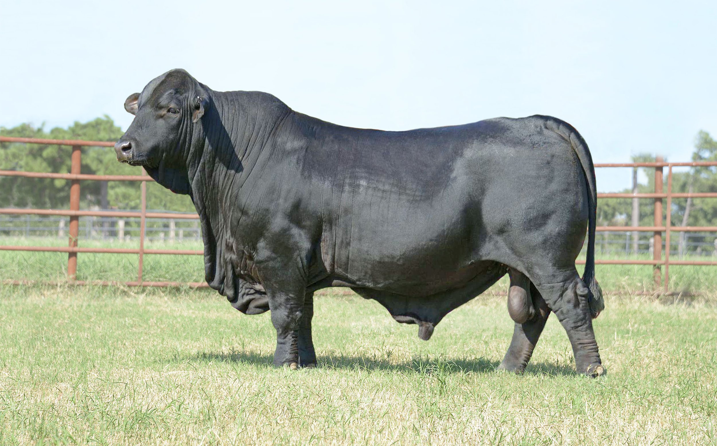 DMR Empire 795D12 — Draggin' M Ranch DMR Empire 795D12 — Draggin' M Ranch